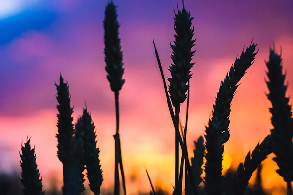 Silueta de paja de trigo al atardecer. Cielo azul, naranja y violeta. Colores vivos —  Fotos de Stock