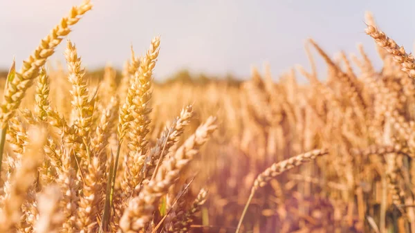 Сухі золоті шипи пшениці в сонячний день готові до збору врожаю — стокове фото