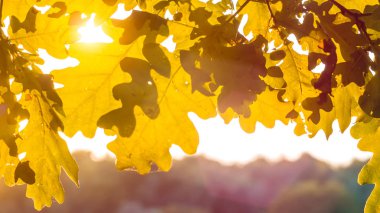 Sarı meşe ağacı şeklinde sıcak güneşin altında hafif kalıyor. Arkadan aydınlatmalı fişekleri ve bitki örtüsü üzerinden
