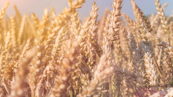 Close up de secos maduros picos de trigo dourado em chamas do sol — Fotografia de Stock