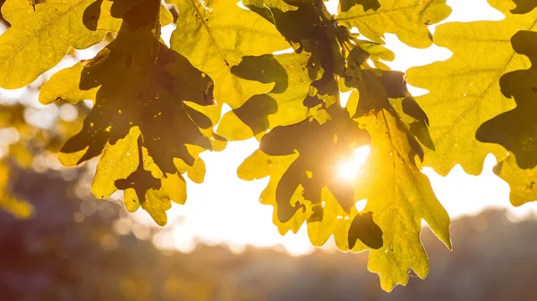 Kształt żółty dębu pozostawia się w promieniach słońca światła. Podświetlany flary poprzez liści — Zdjęcie stockowe