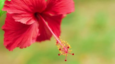 Tek bir kırmızı amber çiçeğinin yakın görüntüsü rüzgarda hafifçe sallanıyor.