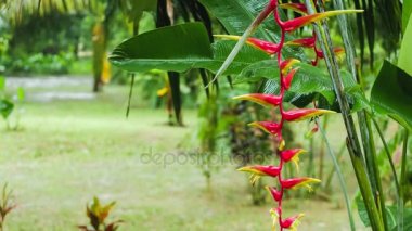 Kırmızı Heliconia çiçek ve yemyeşil tropikal yeşil bitkiler ıslak yağışlı sezon sırasında. Yağmur damlaları yapraklarda ve yere düşüyor