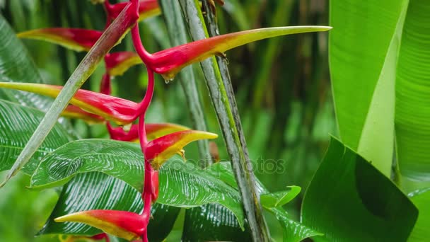 Flower of Red Heliconia in rainy drops. Starting of wet season. Lush green plants foliage in background — Stock Video