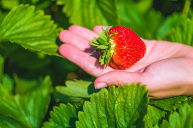 Taze strawberrie elinde, üzerinde çilek yaprakları holding aldı