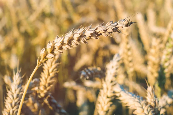 Zlaté uši pšenice na hřišti v slunci světlic. Detailní záběr — Stock fotografie
