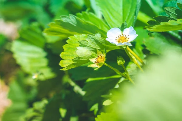 Blossom jahodový květ na poli — Stock fotografie