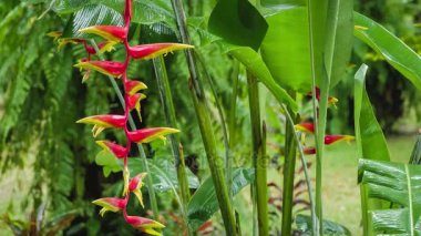 Kırmızı Heliconia çiçek şube düşen yağmur damlaları altında. Islak mevsim. Arka plan gür yeşil bitkiler yaprakları