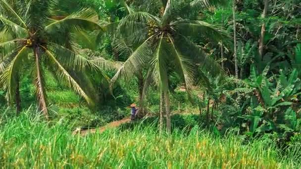 Pan over coconut palm trees and Tegalalang Rice Terrace Field. Bali. Indonesia — Stock Video