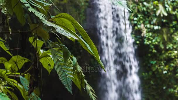 Zamknąć z dżungli paproć rośliny przemieszczane przez breeze tropikalnym wodospadem — Wideo stockowe