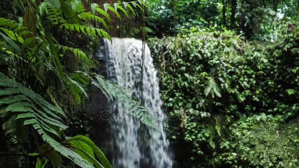 Крупним планом рослини папороті джунглів перед тропічним водоспадом — стокове відео