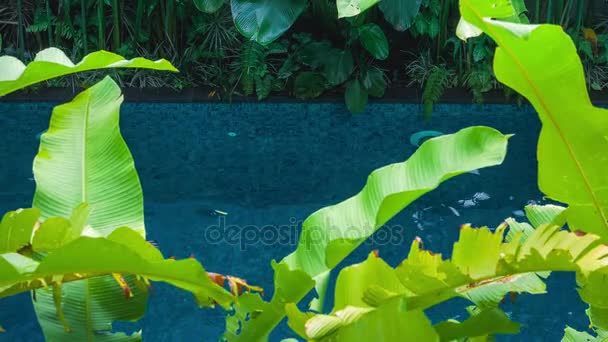 Hermosa joven rubia en traje de baño negro flotando en la piscina. El plátano verde deja las plantas en movimiento y cubre la vista. Disfrutando de vacaciones — Vídeos de Stock