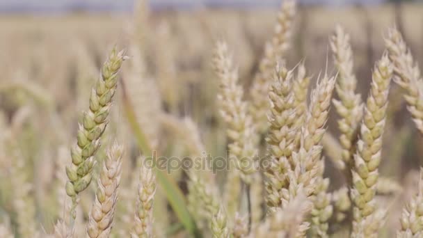 Dolly movimiento en cabezas de trigo dorado seco en el día soleado, campo de centeno en el fondo — Vídeo de stock