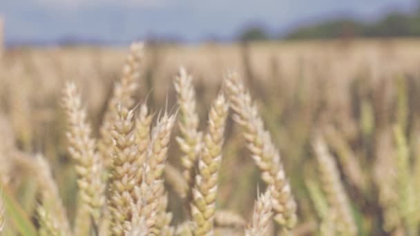 Movimento Dolly em cabeças secas de trigo dourado no dia ensolarado, campo de centeio no fundo — Vídeo de Stock