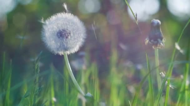 Dandelion heard slightly moved by the wind breeze, seeds falling down, sunlight flares and round bokeh flickering in background, close up, vintage — Stock Video