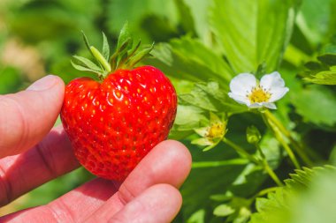 Yeşil yaprakları ve daha fazla çiçeği üzerinde mükemmel taze koparıp çilek holding