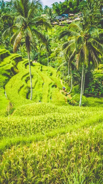 Incredibile campo di tegalalang Rice Terrace con belle palme che crescono in cascata, Ubud, Bali, Indonesia — Foto Stock