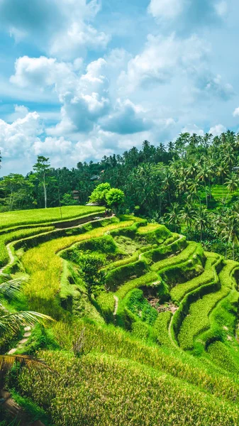 Nuvole piovose in movimento su un incredibile campo di tegalalalang Rice Terrace con bellissime palme che crescono in cascata, Ubud, Bali, Indonesia — Foto Stock