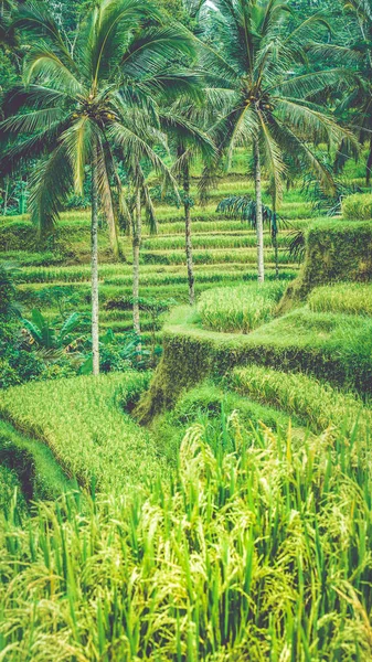 Primo piano di Bella palma enorme in incredibili campi Tegalalang Rice Terrace, Ubud, Bali, Indonesia — Foto Stock