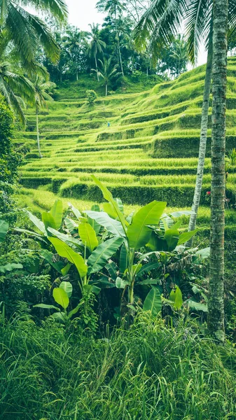 Tegalalang 水稻梯田领域，巴厘岛，巴厘岛， — 图库照片