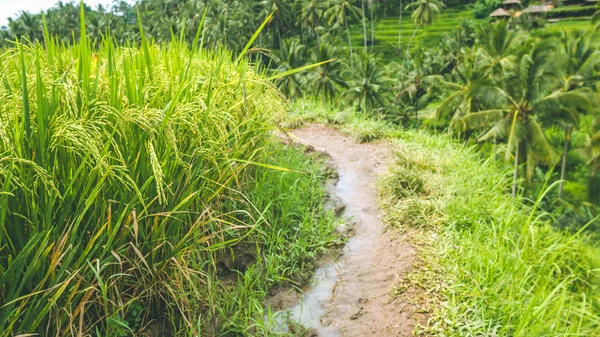 Walking path along rice terrace fields with beautiful blurred coconut palm in background, Ubud, Bali, Indonesia — Stock Photo, Image