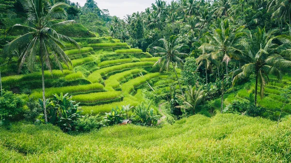 Palme in Tegalalang Rice Terrace, Ubud, Bali, Indonesia — Foto Stock