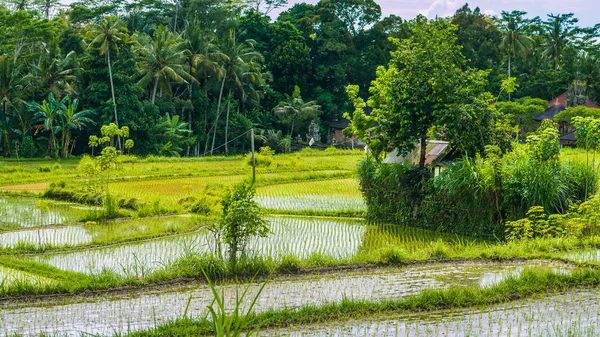 稻田梯田中部在丛林，印度尼西亚巴厘岛 — 图库照片