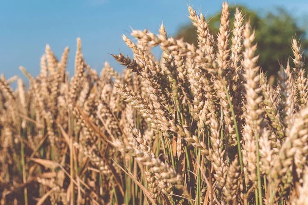 Pontos de trigo dourado seco no dia ensolarado pronto para a colheita — Fotografia de Stock