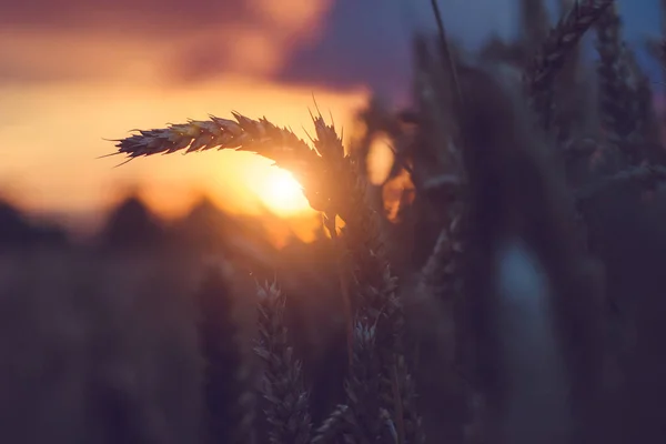 Silueta de espigas de trigo con luz cálida al atardecer. Luz natural retroiluminada. Hermosas luces de sol bokeh —  Fotos de Stock