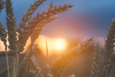 Buğday buharlarının arasında günbatımı ışığı akşam. Doğal ışık yaktı. Güzel güneş fişekleri bokeh