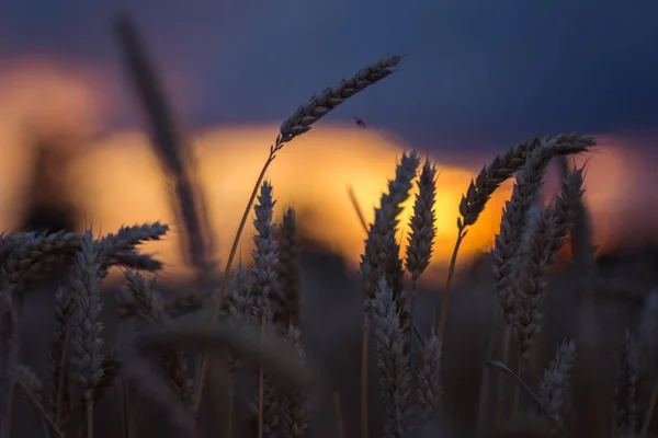 Silueta de espigas de trigo a la luz del atardecer. Luz natural retroiluminada. Hermosas luces de sol bokeh —  Fotos de Stock