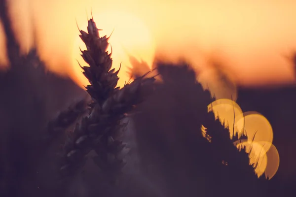 Silhueta de espigas de trigo na frente da bola de sol. Luz do pôr-do-sol acesa. Bela chama de sol bokeh — Fotografia de Stock