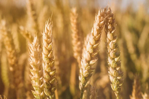 Zlaté uši pšenice na hřišti v slunci světlic. Detailní záběr — Stock fotografie