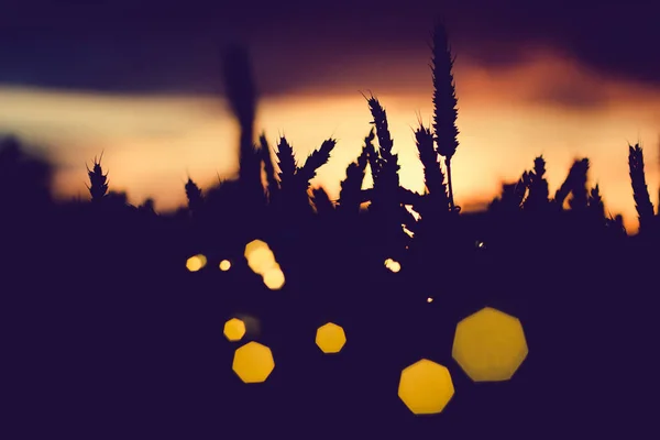 Silhueta de espigas de trigo com chamas de sol. Para trás. Bela flares de sol angular bokeh — Fotografia de Stock