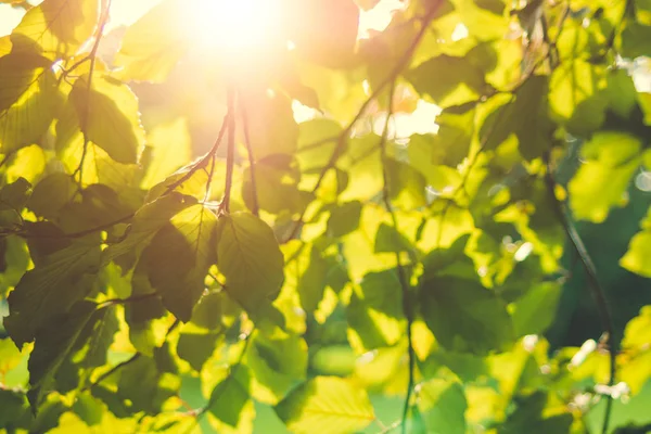 Heldere groene bladeren op de takken in het herfstbos — Stockfoto