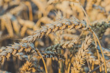 Buğday altın kulaklarını kapat. Düşük doygunluk. Vintage bir görünüm