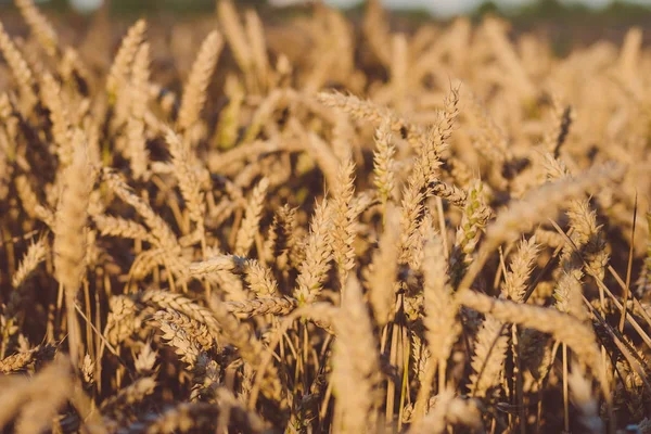 Suché zlaté pšenice bodce na slunečný den připraven na sklizeň — Stock fotografie