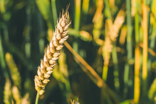 Close-up de espigas de trigo em um campo verde — Fotografia de Stock
