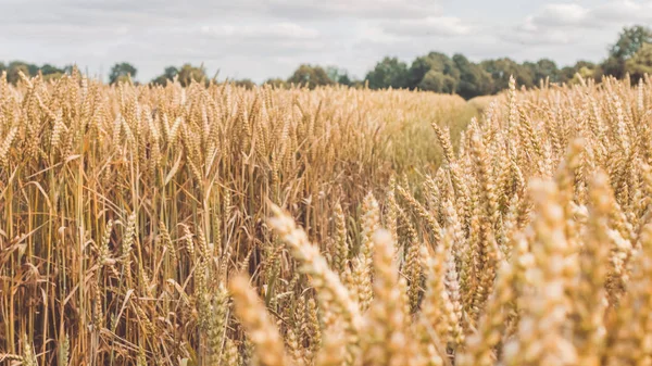 Picos de trigo dourado seco em um arquivado no dia ensolarado pronto para a colheita antes do outono — Fotografia de Stock