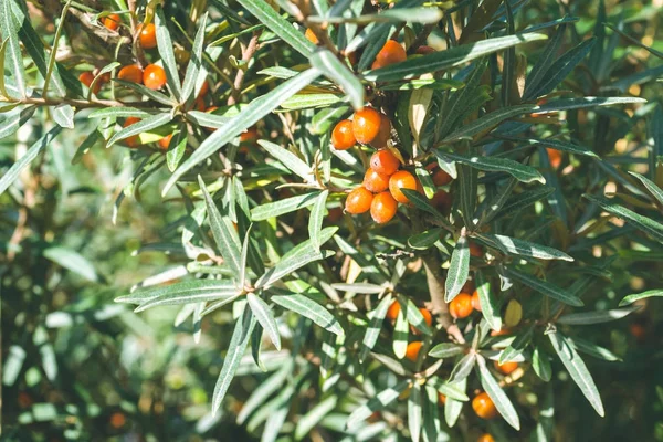 Primer plano de ramas con bayas maduras de naranja de espino amarillo — Foto de Stock