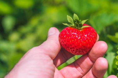 Mükemmel taze koparıp çilek üzerinde ufuk yeşil alanı oluşturuldu