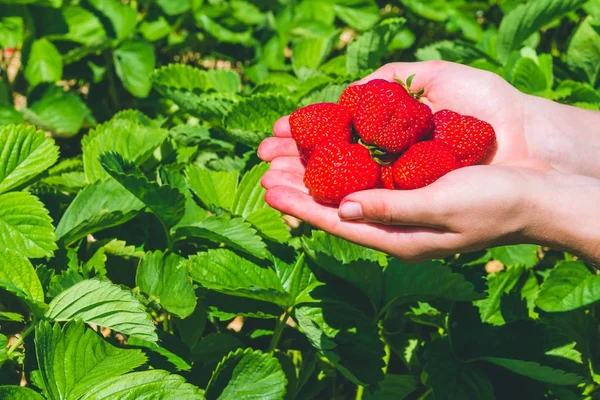 Taze çekilmiş lezzetli çilek Çilek bitkiler üzerine ellerinde düzenlenen