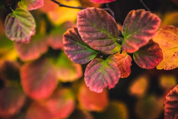 Herbstliche rote Blätter in Nahaufnahme mit dunklem Hintergrund — Stockfoto