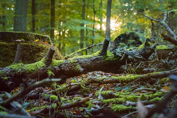 Árbol caído cubierto de musgo en una llamarada de rayos de sol. Bosque de otoño —  Fotos de Stock