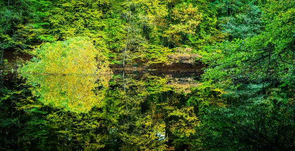 Schöne herbstliche Bäume, die sich in einem kleinen Waldteich spiegeln — Stockfoto