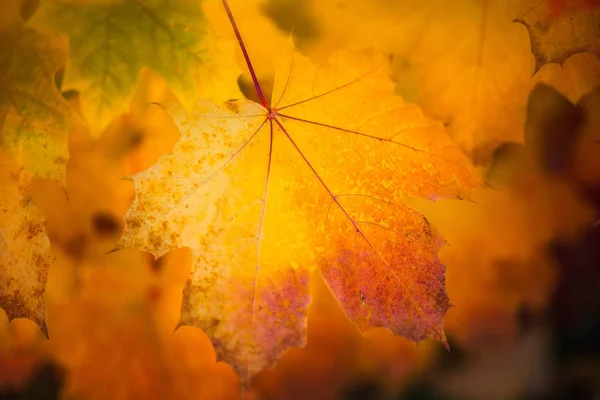 Herbstliche trockene gelbe Ahornblätter aus nächster Nähe mit unscharfem dunklen Hintergrund — Stockfoto