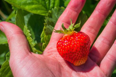 Bir tek kırmızı çilek içinde palmiye. Arka planda yeşil yaprakları