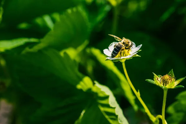 L'abeille pollinise la fleur de fraise. Insecte sur une fleur blanche — Photo