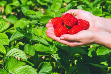 Taze çekilmiş lezzetli çilek Çilek bitkiler üzerine ellerinde düzenlenen
