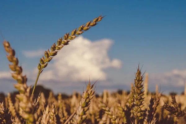 Pontos de trigo dourado seco no dia ensolarado pronto para a colheita — Fotografia de Stock